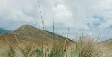 a grassy area with a hill in the background